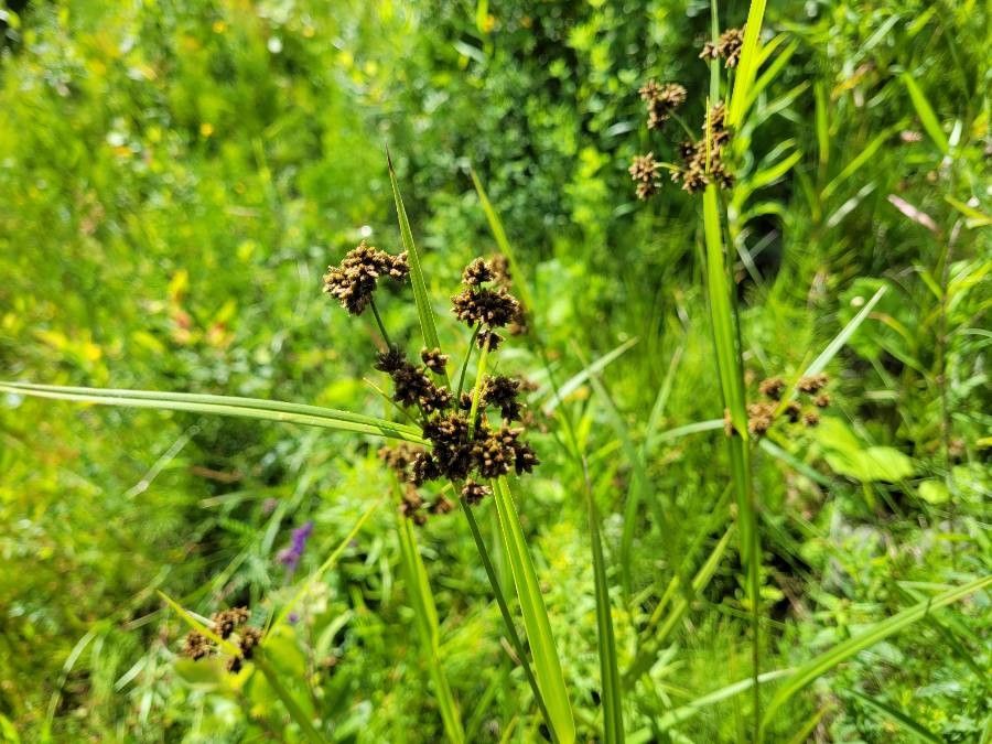 Scirpus atrovirens — flood tolerant houseplant