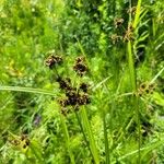 Scirpus atrovirens