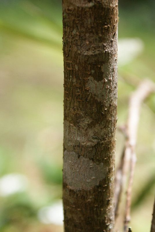 Antidesma madagascariense bark