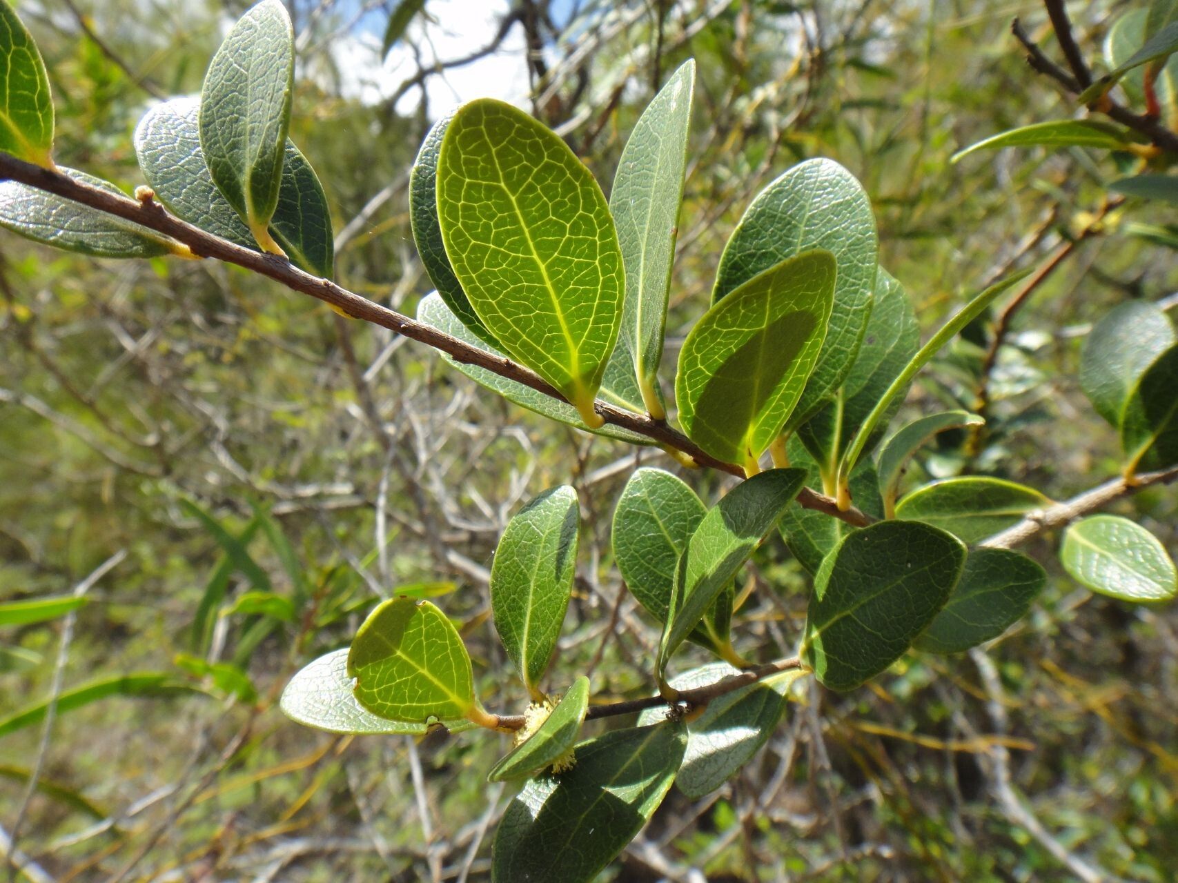 Xylosma nervosa leaf