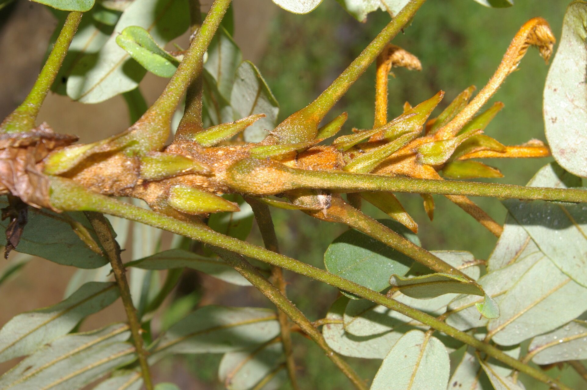Hymenolobium mesoamericanum bark