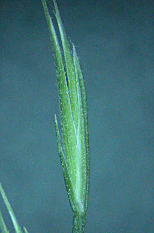 Vulpia microstachys leaf