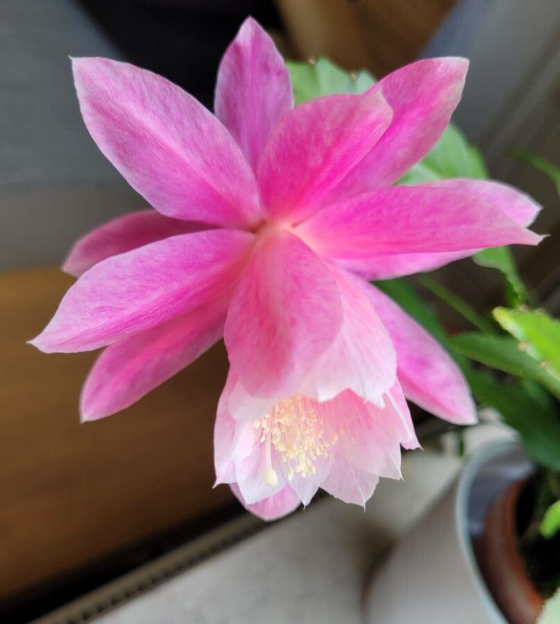 Epiphyllum spp. flower