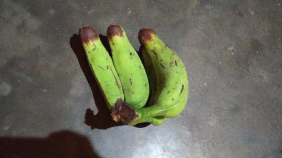 Musa splendida — search result for 'Musa'