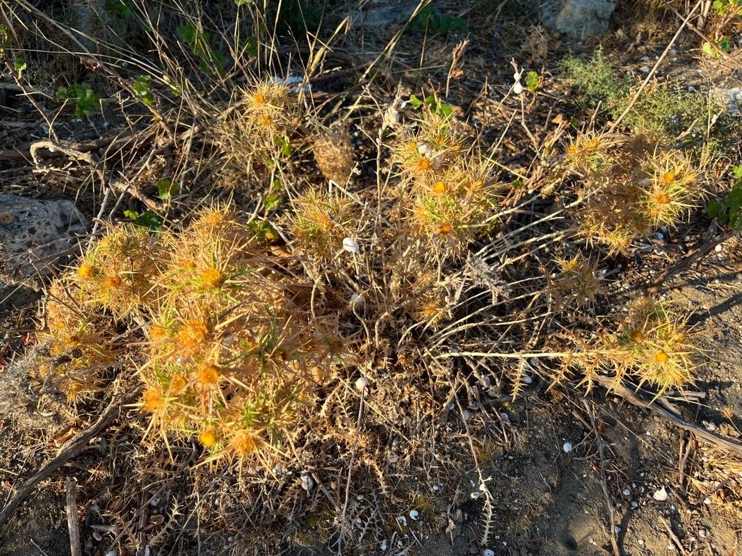 Carlina curetum habit