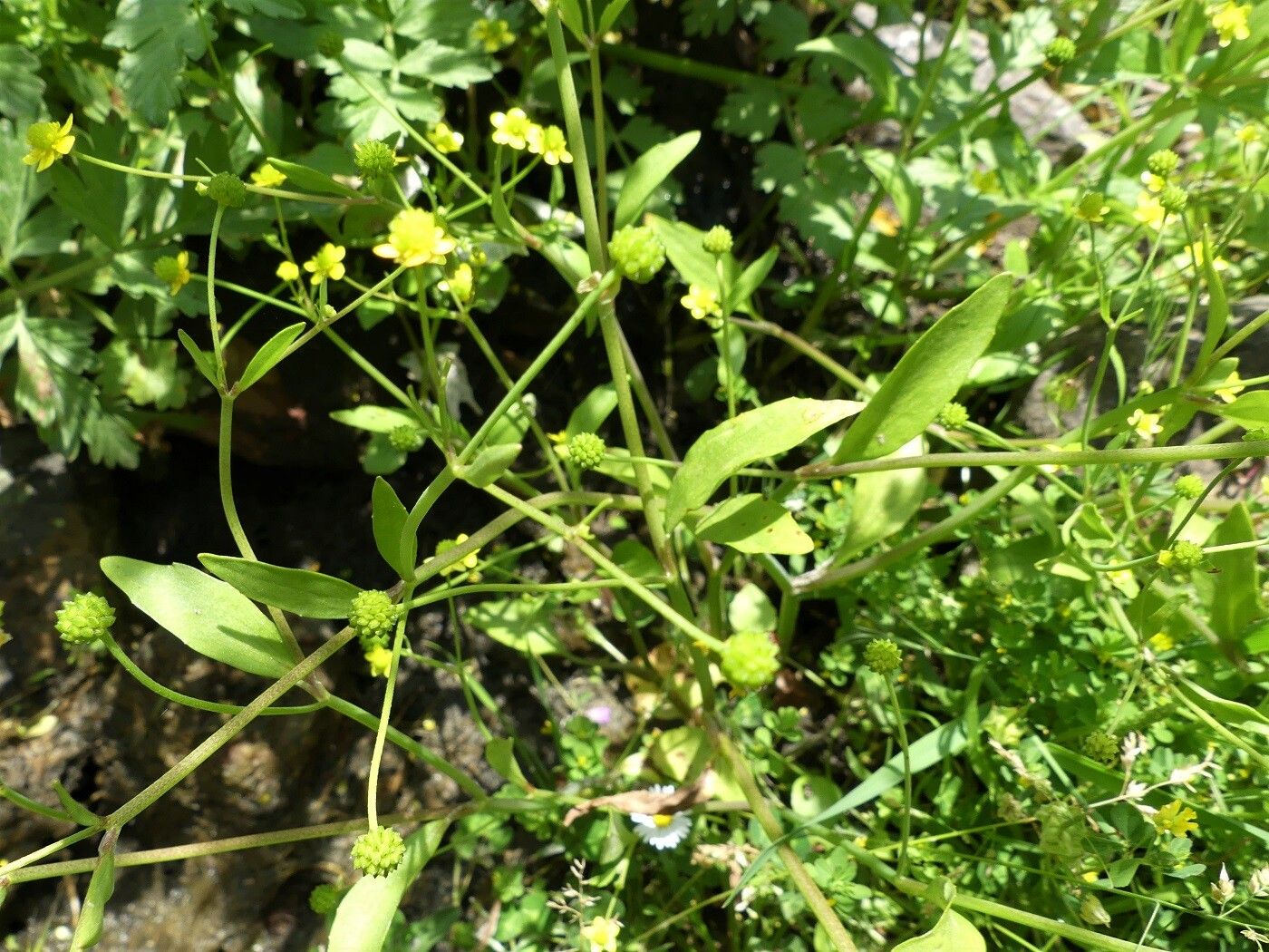 Ranunculus ophioglossifolius leaf