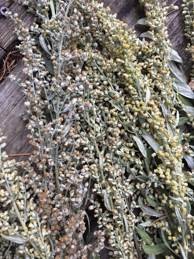 Artemisia douglasiana flower