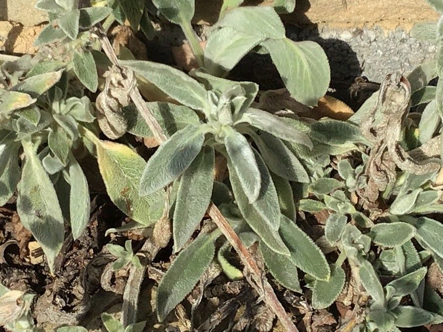 Stachys tymphaea leaf
