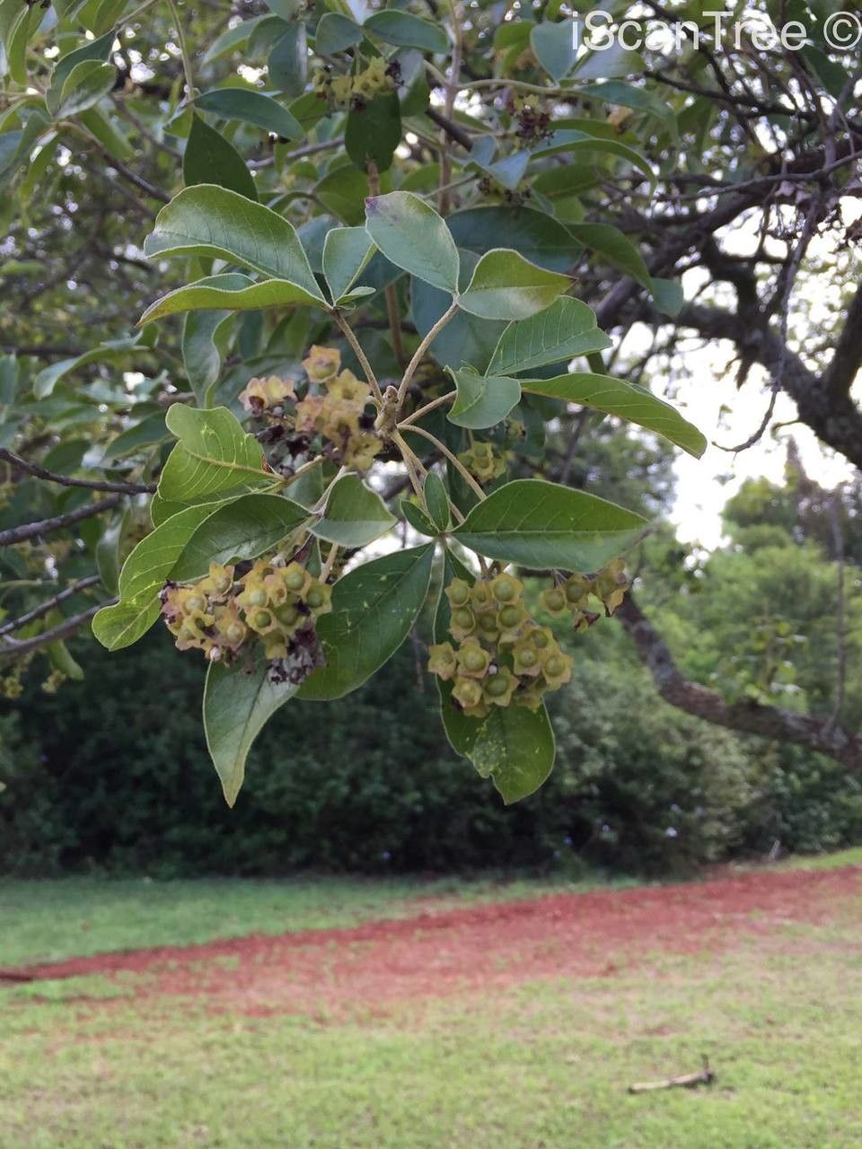 Vitex rehmannii habit