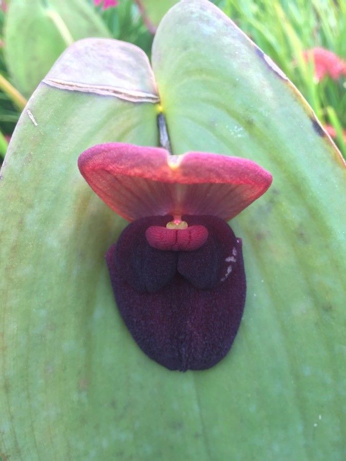 Pleurothallis gargantua flower