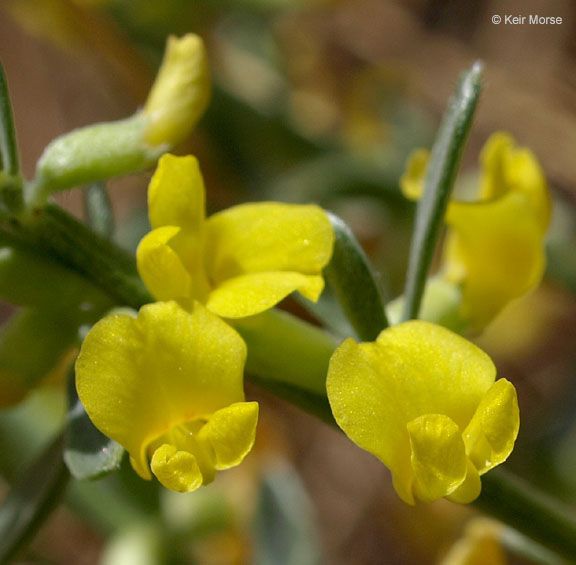 Acmispon procumbens — search result for 'Acmispon'