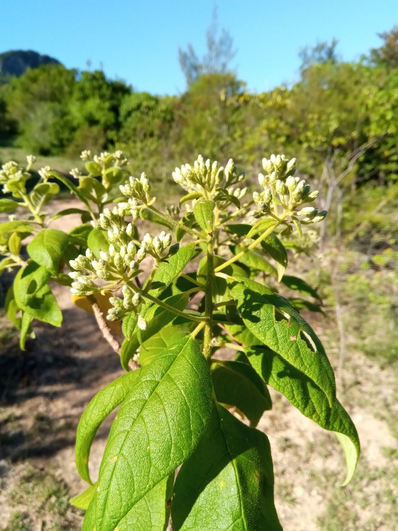 Vernonia platylepis — houseplant care guide
