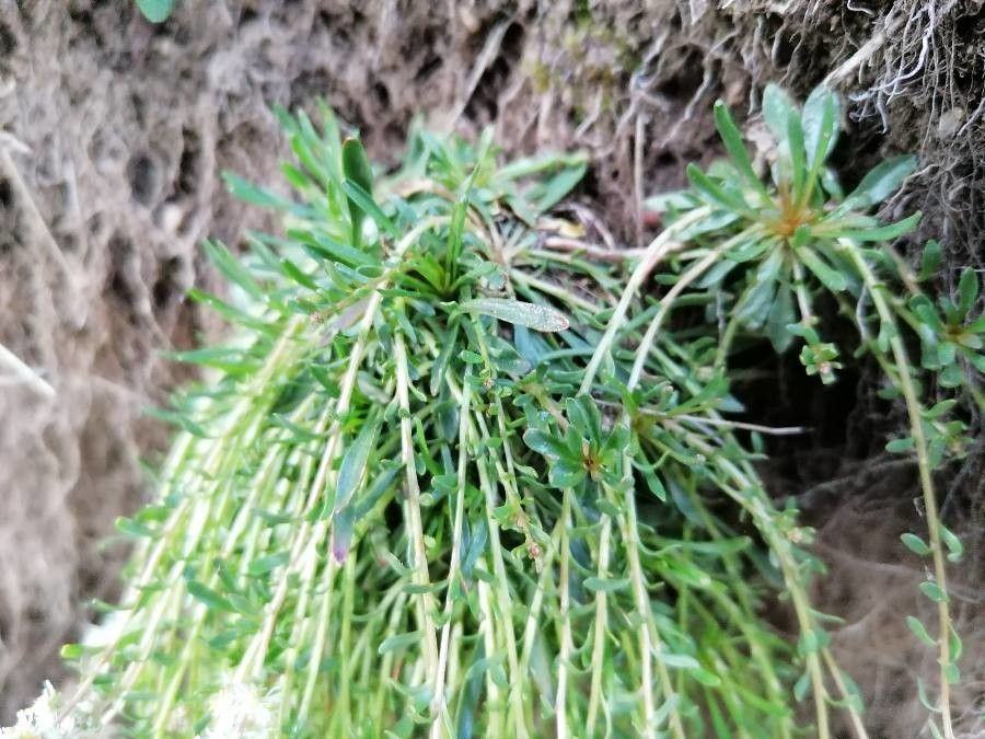 Sesamoides pygmaea leaf