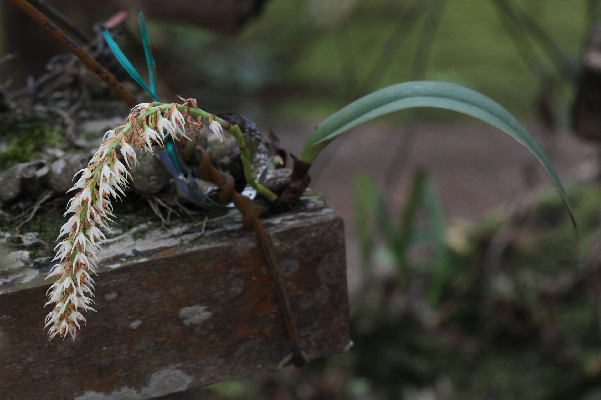 Bulbophyllum josephi habit