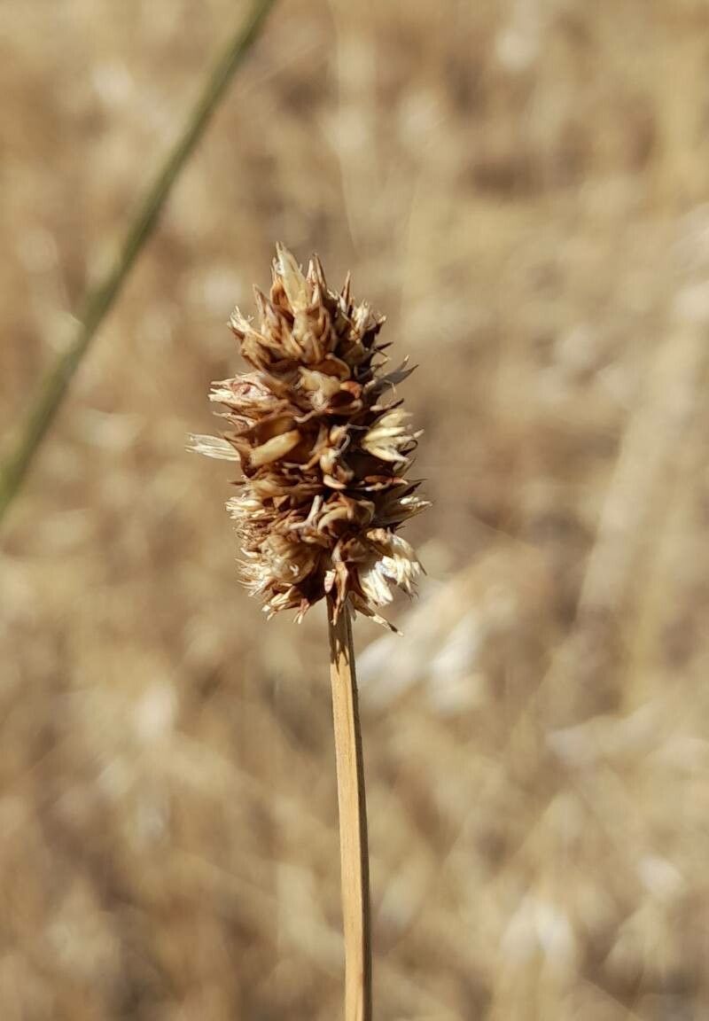 Carex firmicaulis fruit