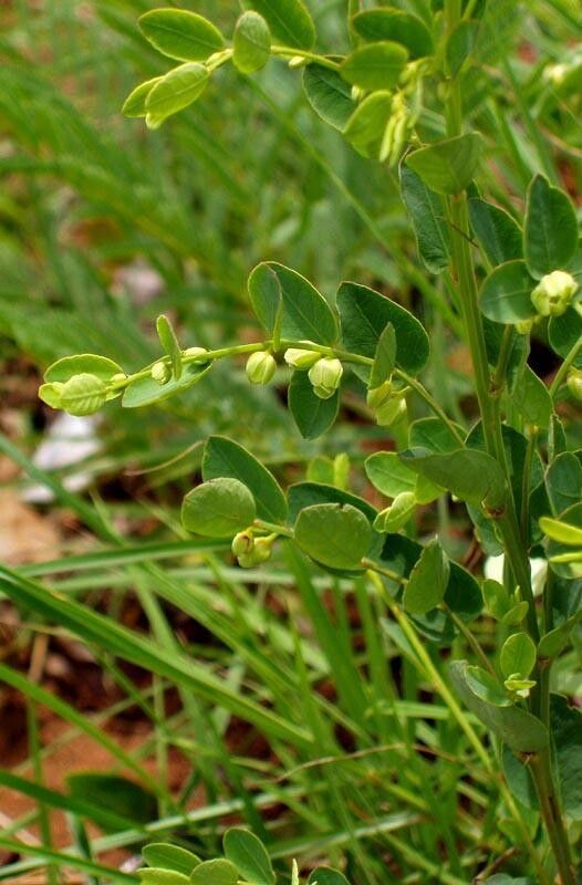 Phyllanthus glaucophyllus — houseplant care guide