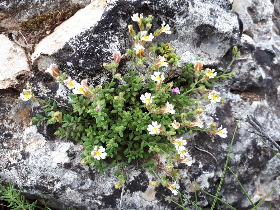 Chaenorhinum villosum habit