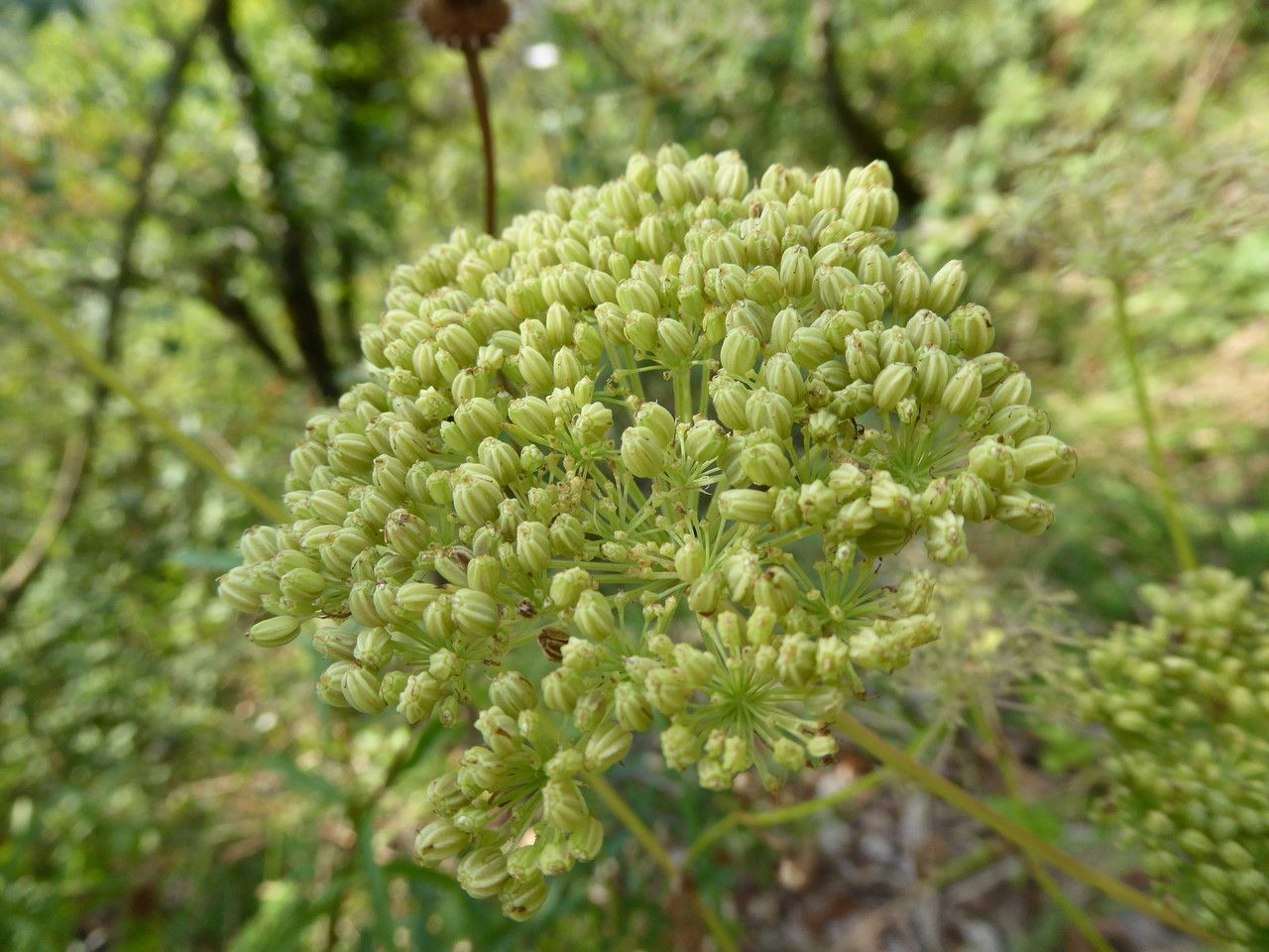 Selinum carvifolia fruit