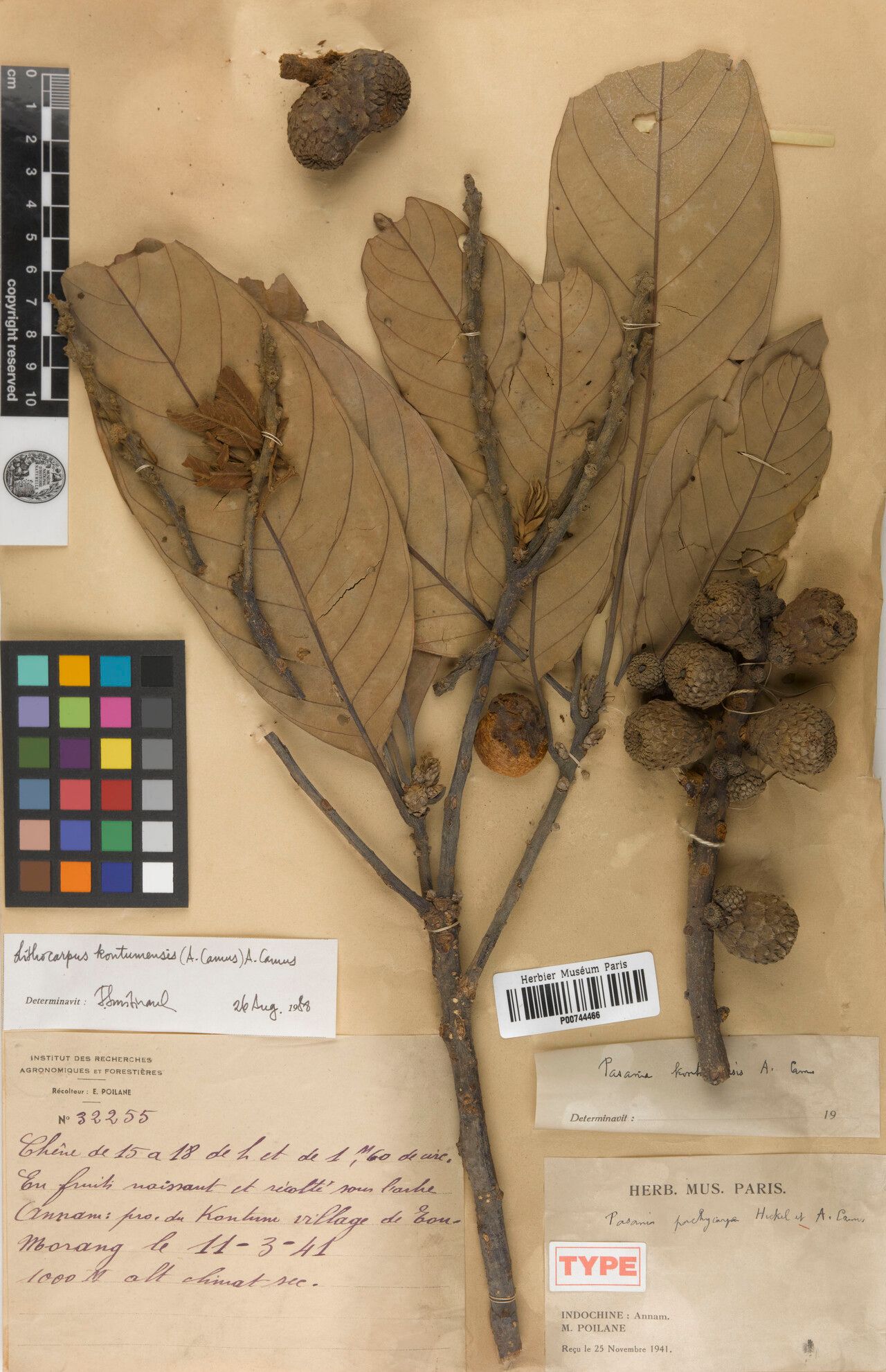 Lithocarpus kontumensis — houseplant care guide