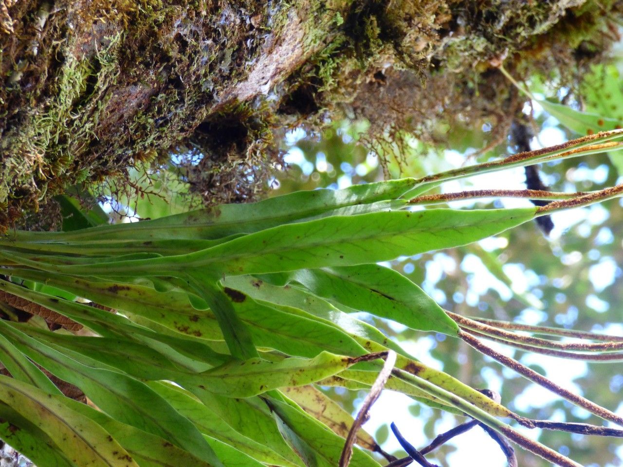 Lepisorus spicatus — search result for 'Lepisorus'