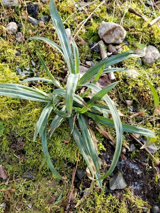 Carex flaccosperma leaf