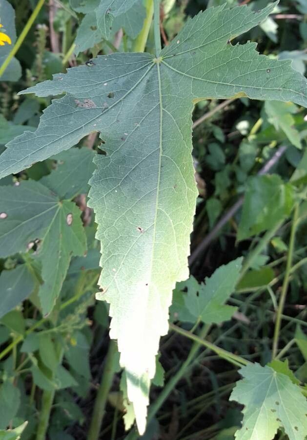 Hibiscus striatus — search result for 'Hibiscus'