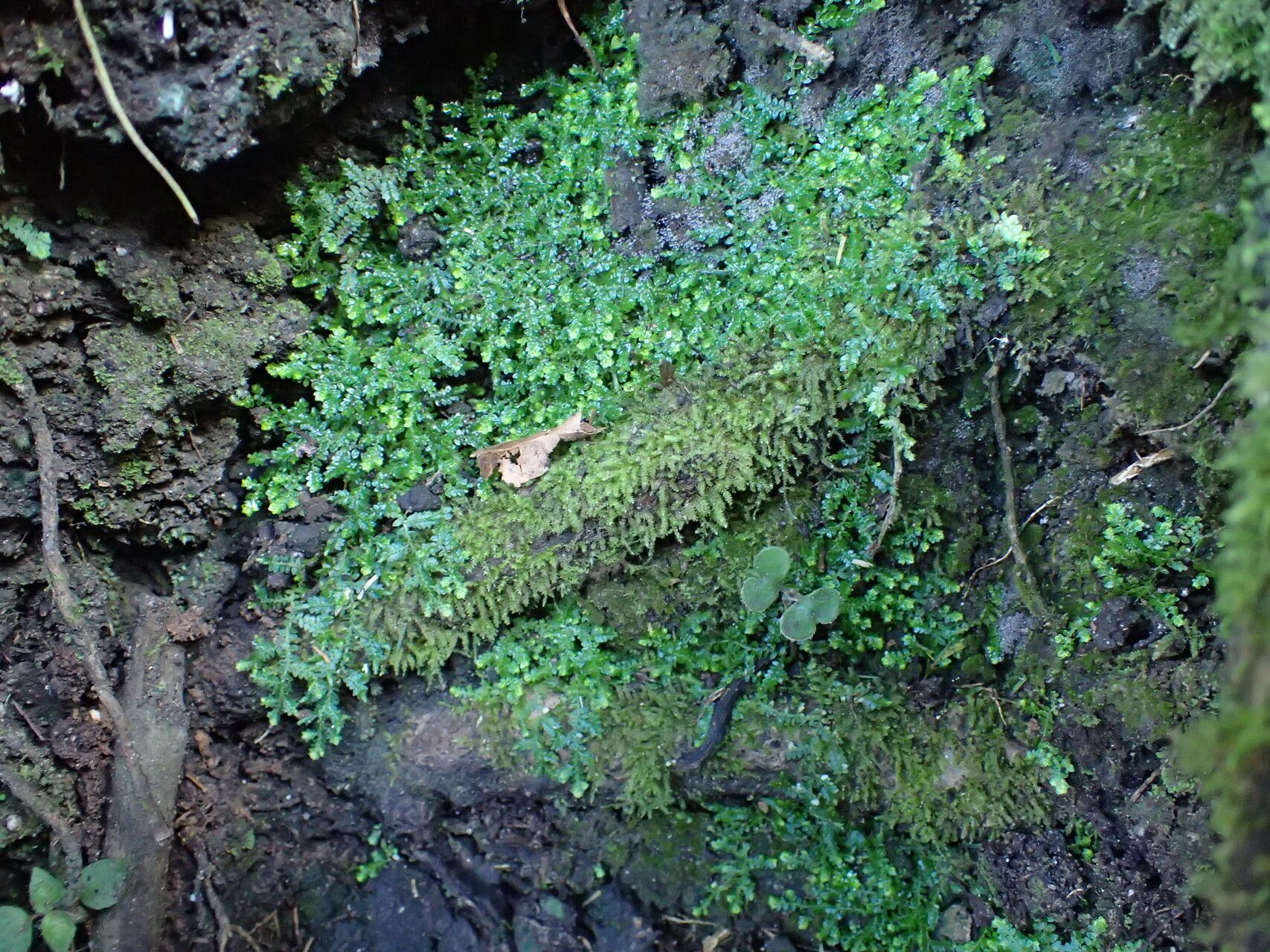 Selaginella rotundifolia habit