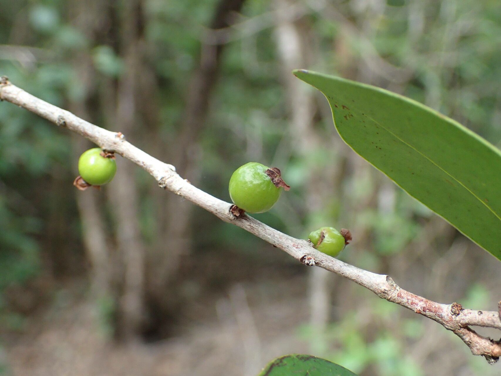 Eugenia cordata fruit