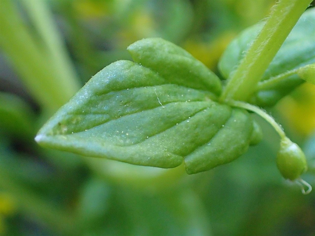 Tozzia alpina — houseplant care guide