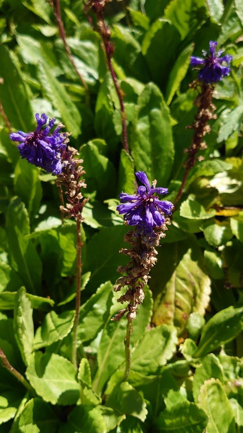 Wulfenia carinthiaca flower