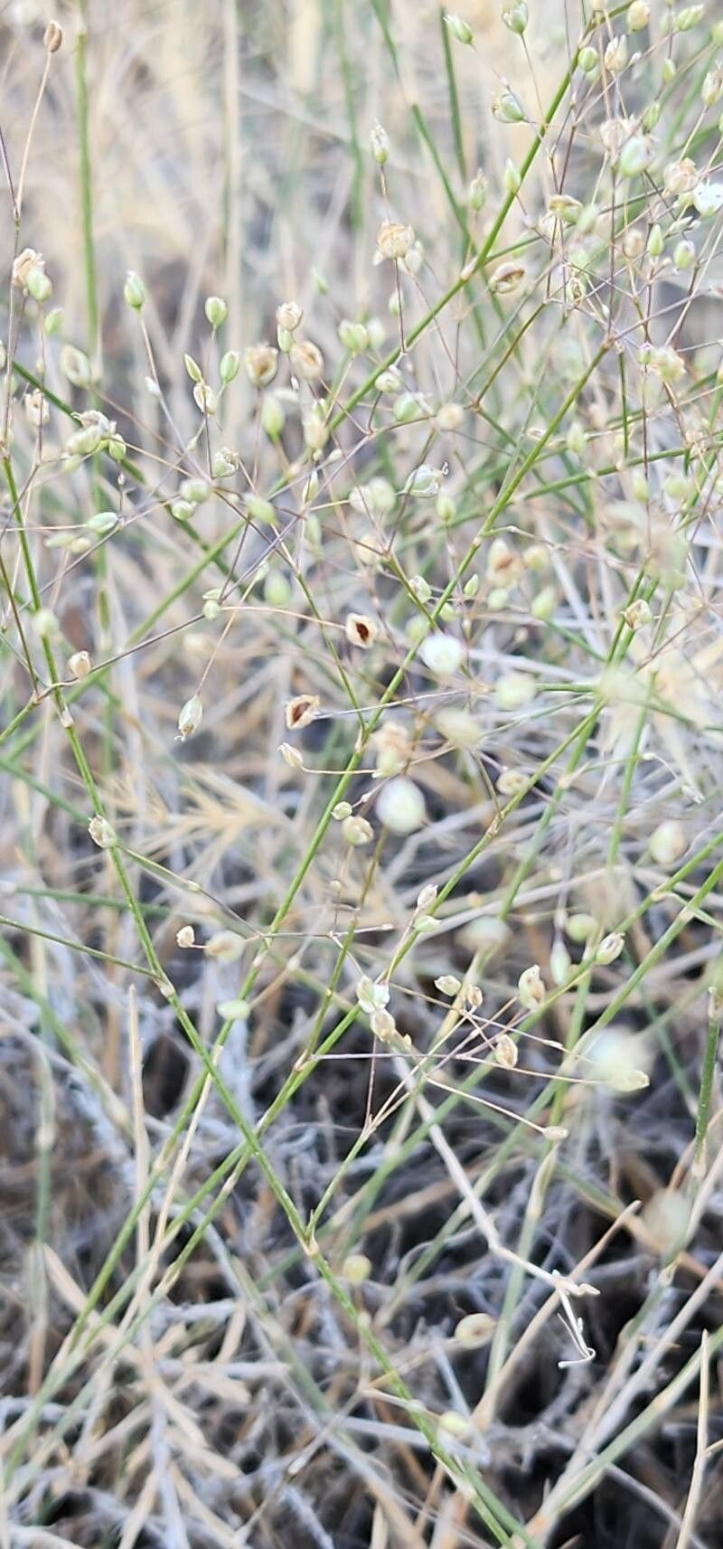 Bufonia macrocarpa fruit