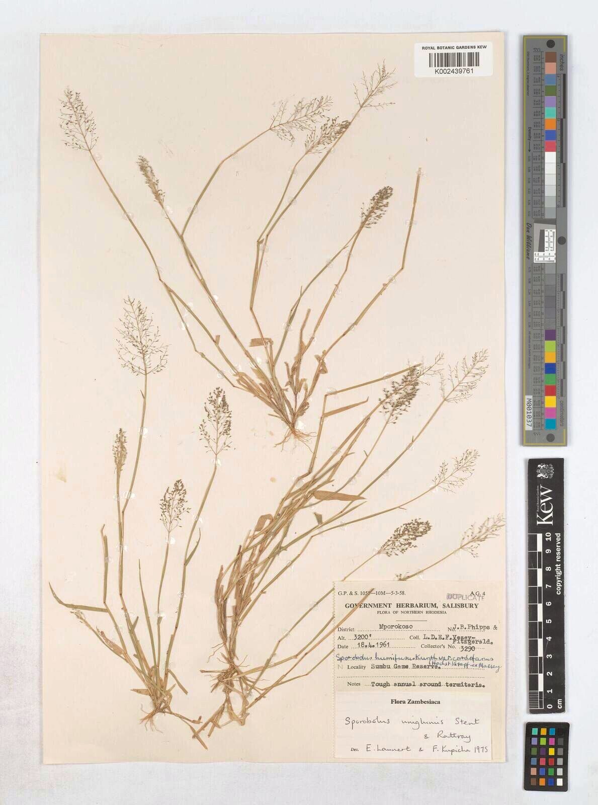 Sporobolus uniglumis — houseplant care guide