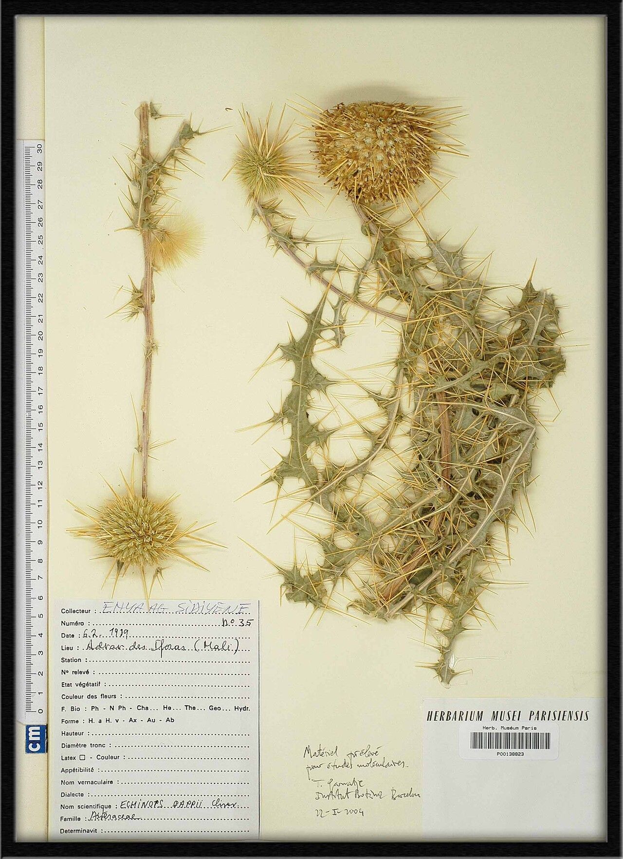 Echinops pappii — search result for 'Echinops'