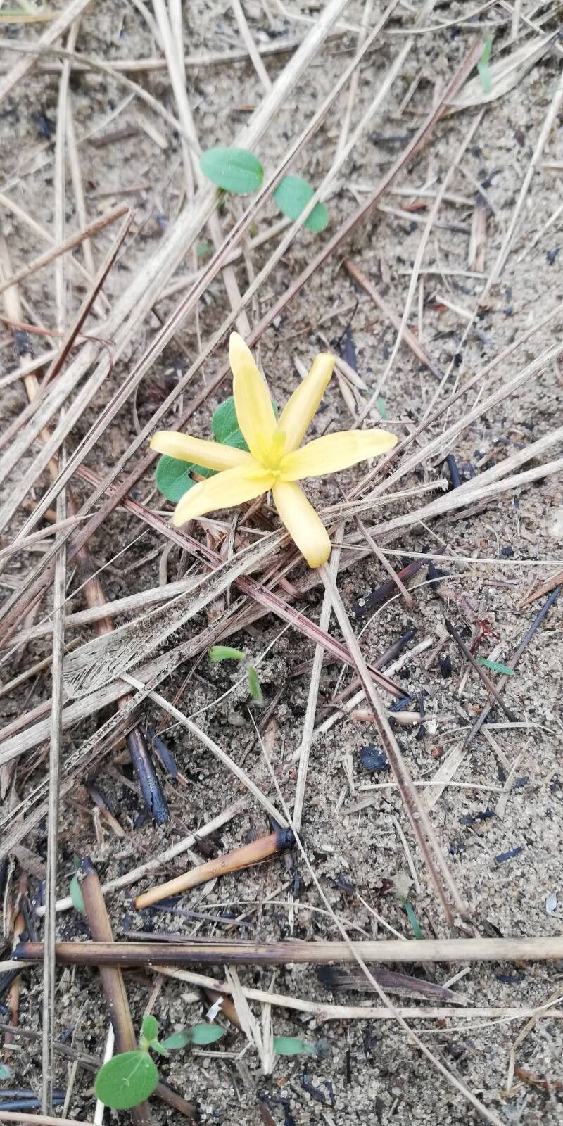 Hypoxis filiformis flower