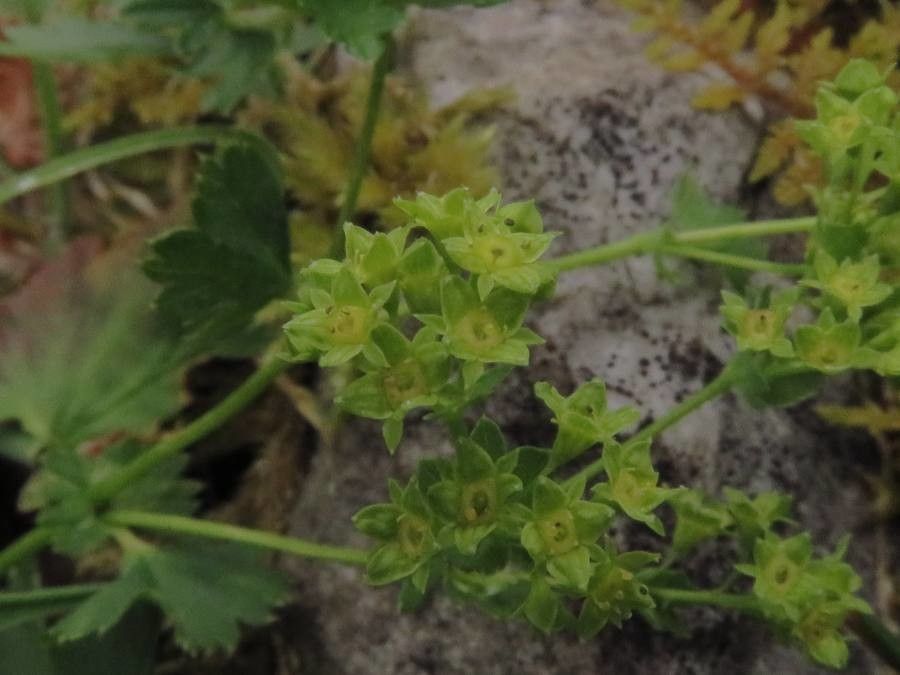 Alchemilla xanthochlora flower