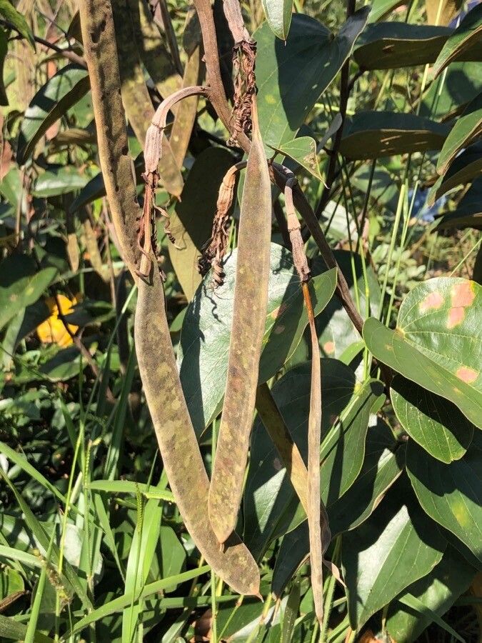 Bauhinia holophylla fruit