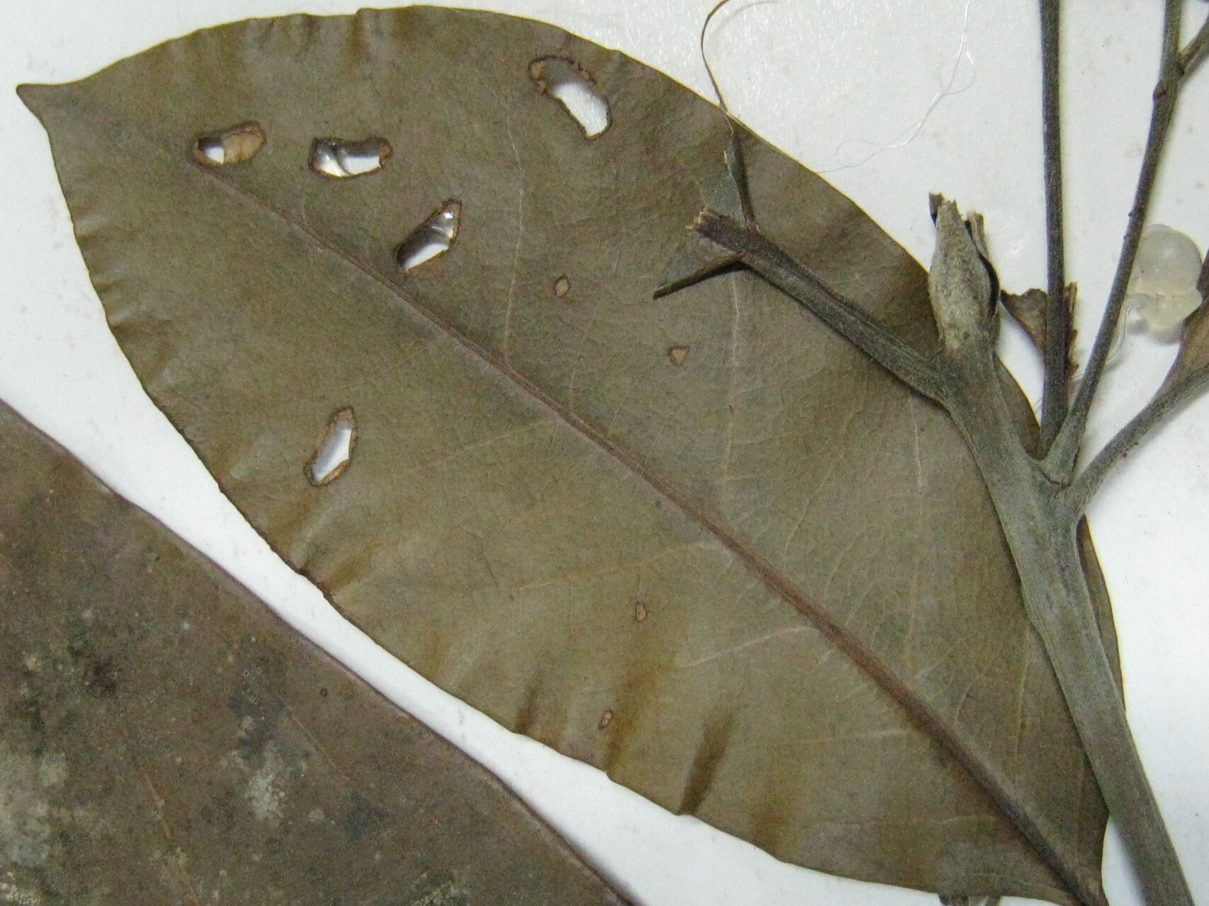 Licaria pachycarpa — houseplant care guide