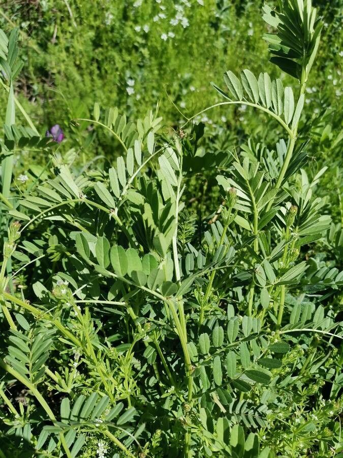 Vicia segetalis — houseplant care guide