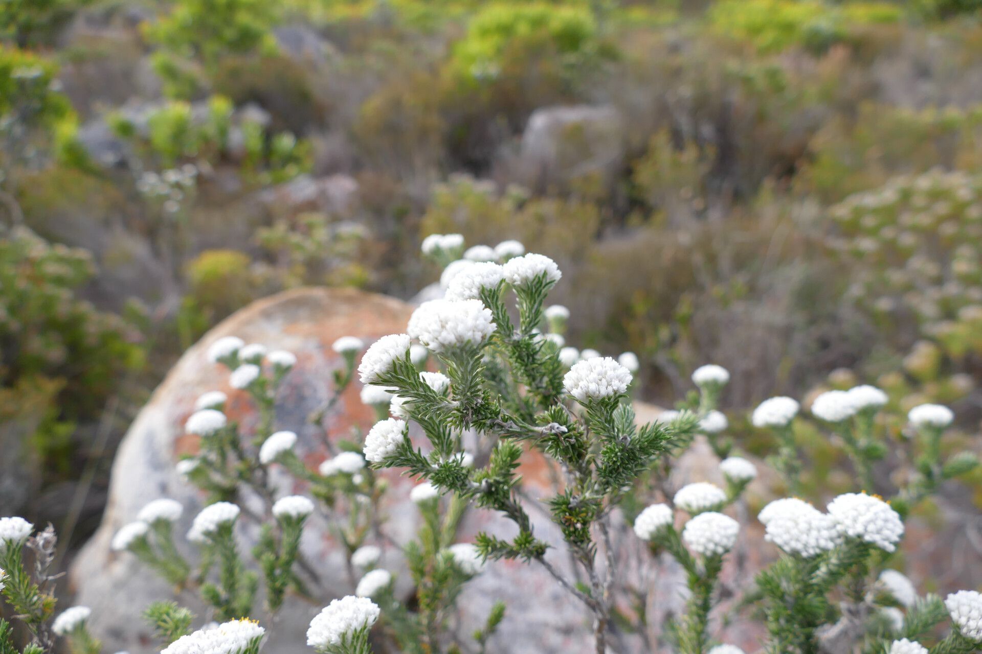 Metalasia compacta — related species from the same genus