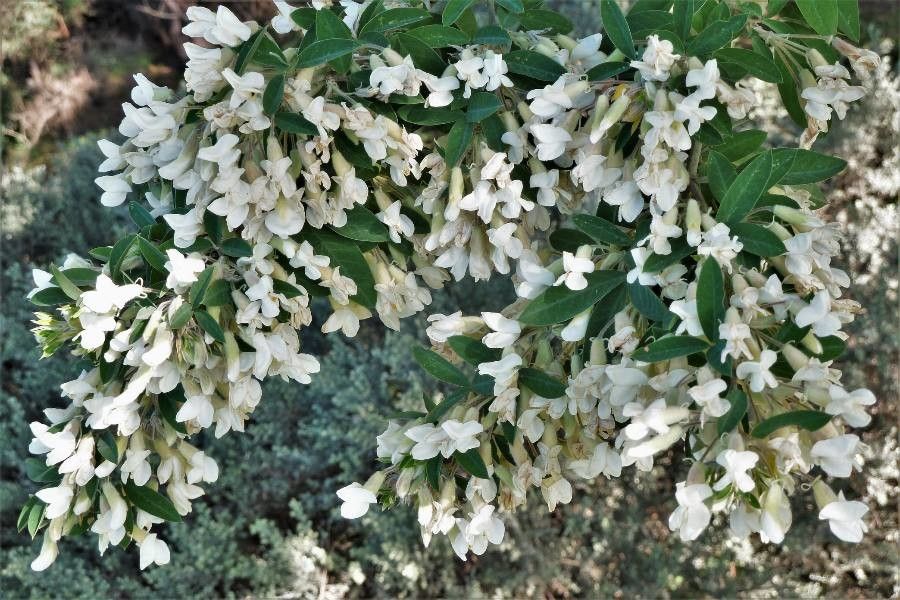 Cytisus proliferus — search result for 'Cytisus'