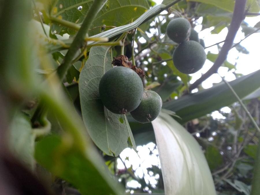 Passiflora biflora fruit