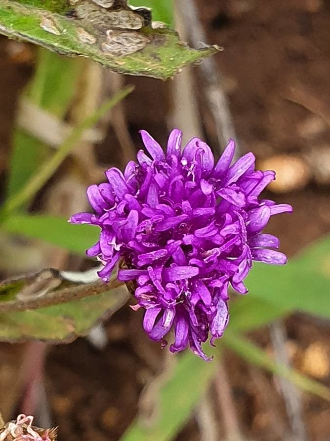 Gutenbergia boranensis flower