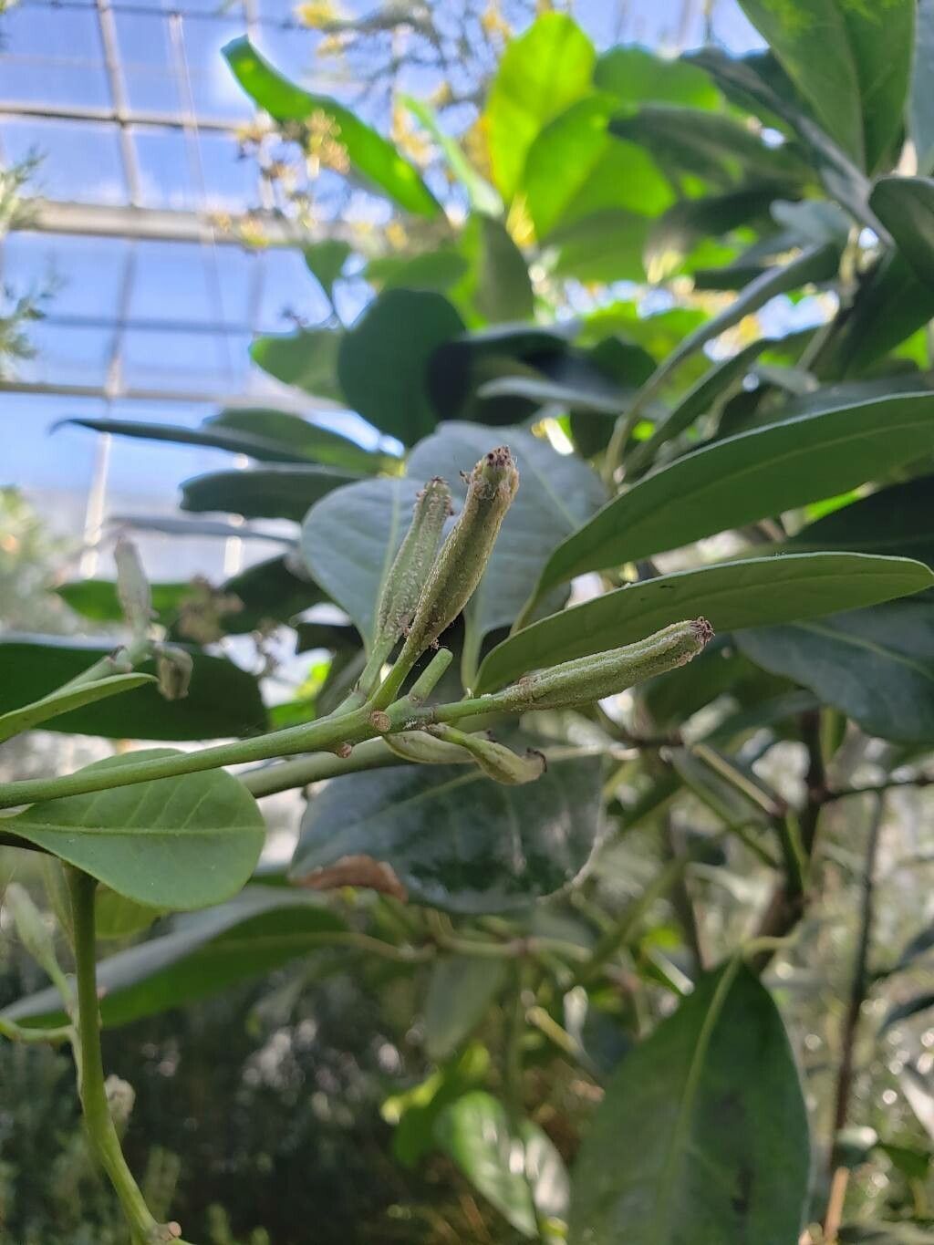 Ceodes umbellifera fruit