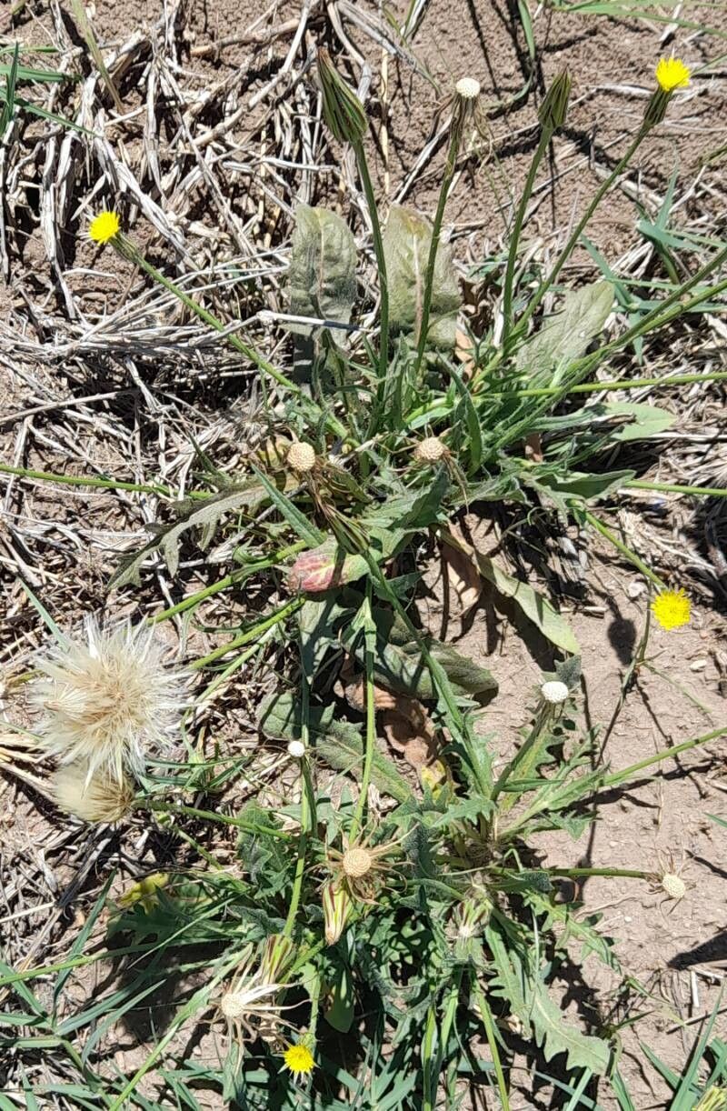 Hypochaeris pampasica habit