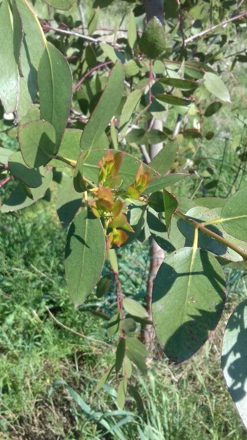 Eucalyptus subcrenulata fruit
