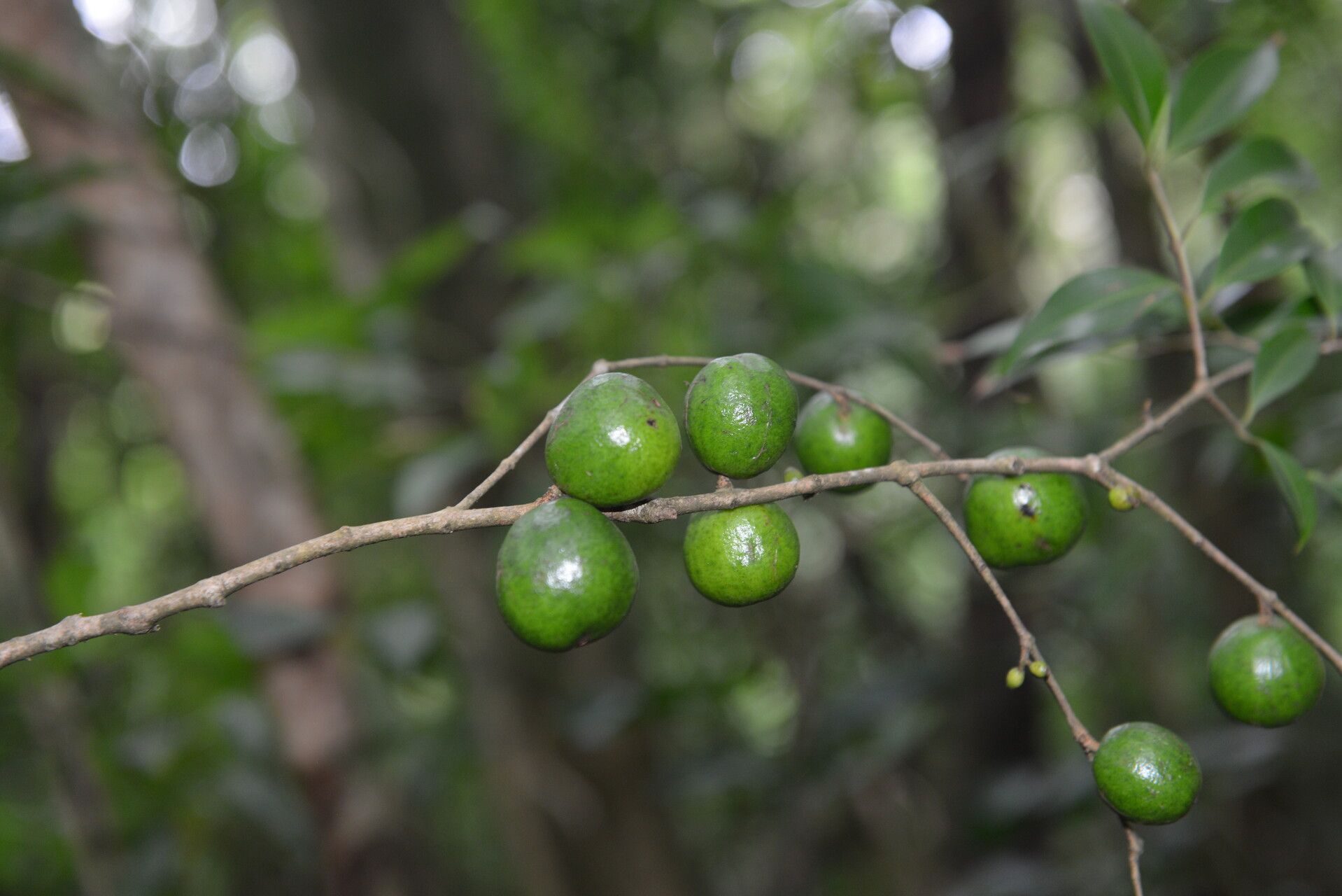 Eugenia austin-smithii fruit