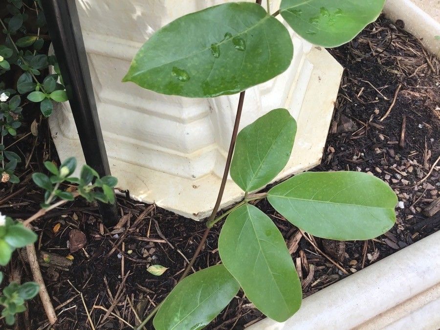 Mucuna sempervirens — search result for 'Mucuna'