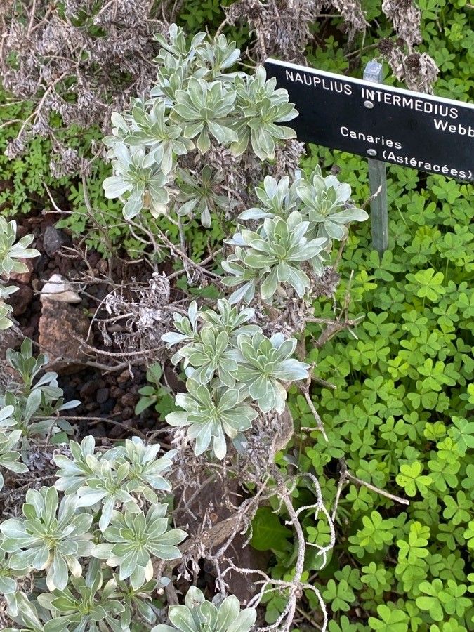 Nauplius intermedius habit