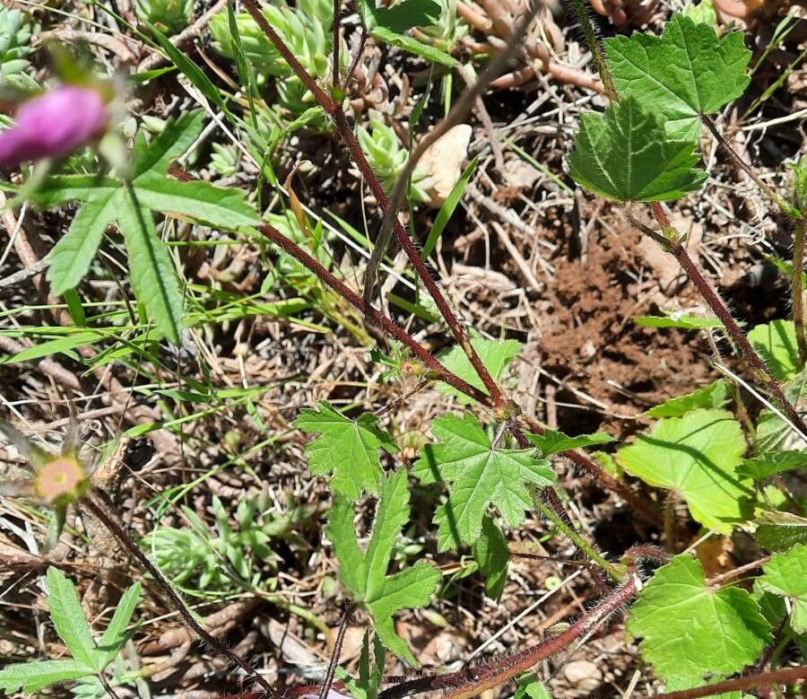 Malva cretica — search result for 'Cyprus'