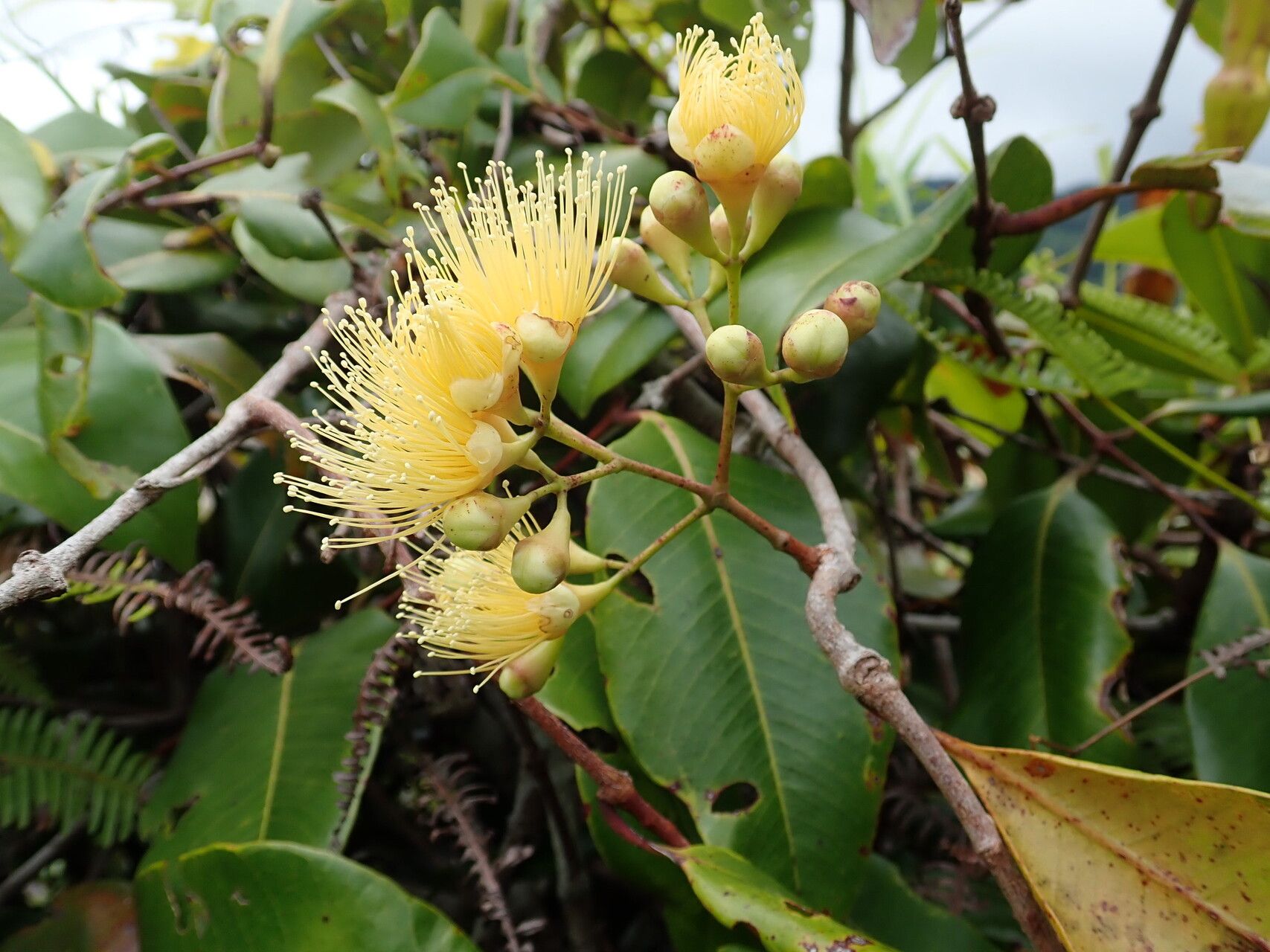 Syzygium wrightii flower